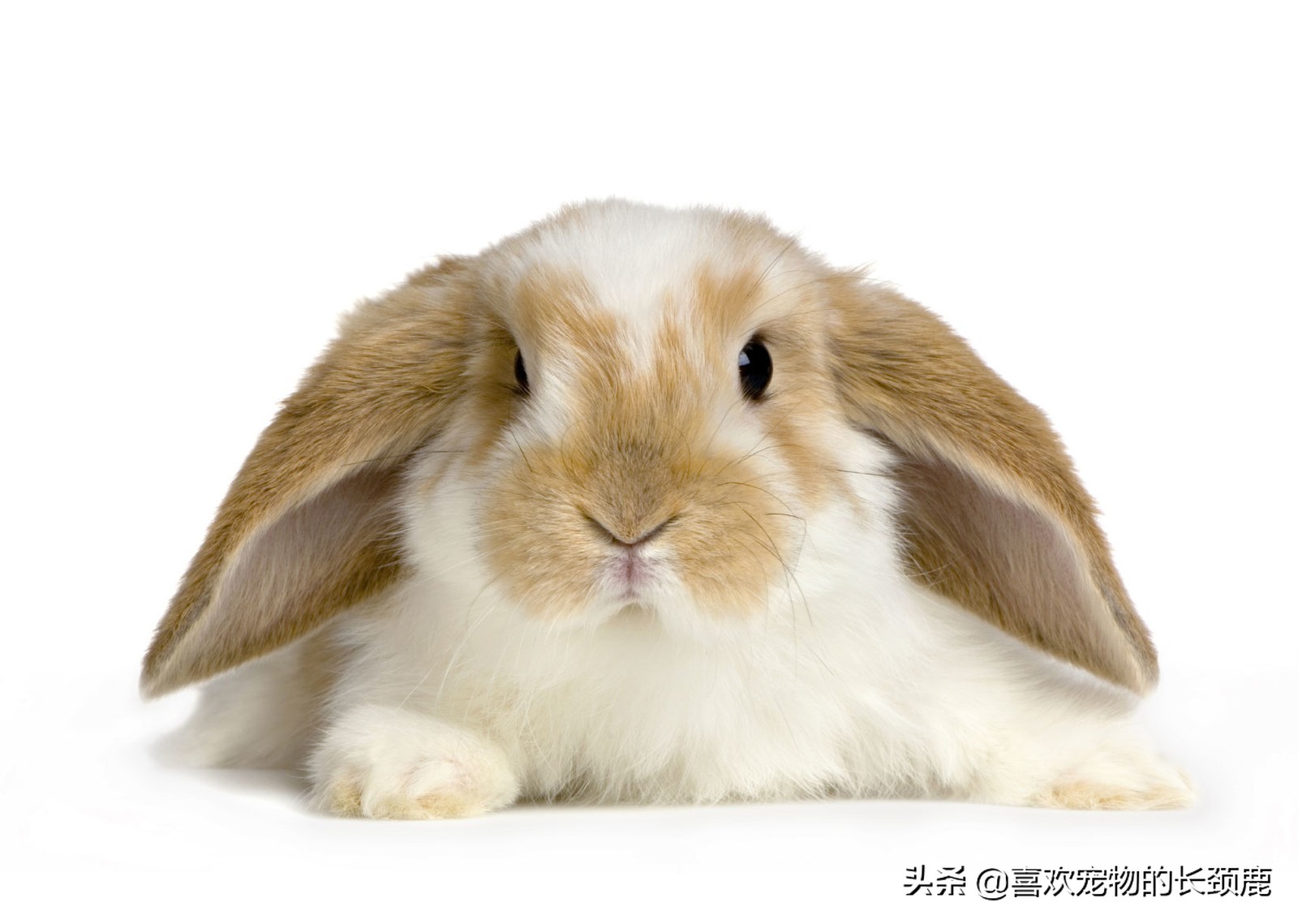 兔子的危害对小朋友的危害,影响兔子的生物因素