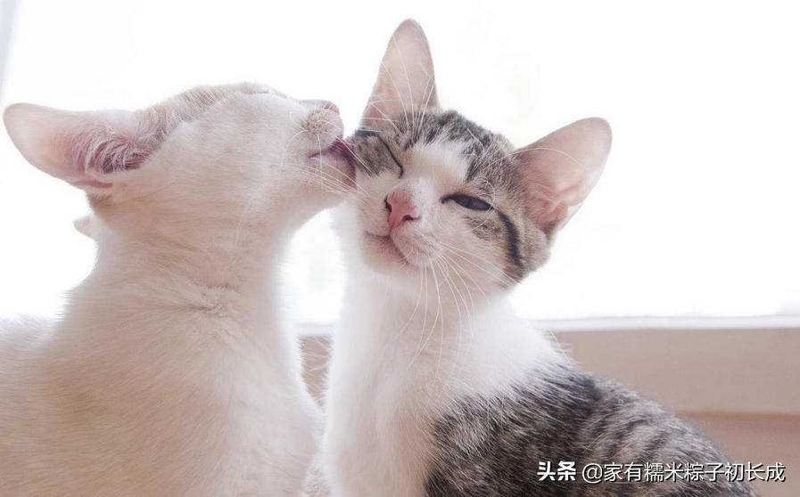 猫咪之间交流不会喵喵叫,猫咪是如何和别的猫说话的