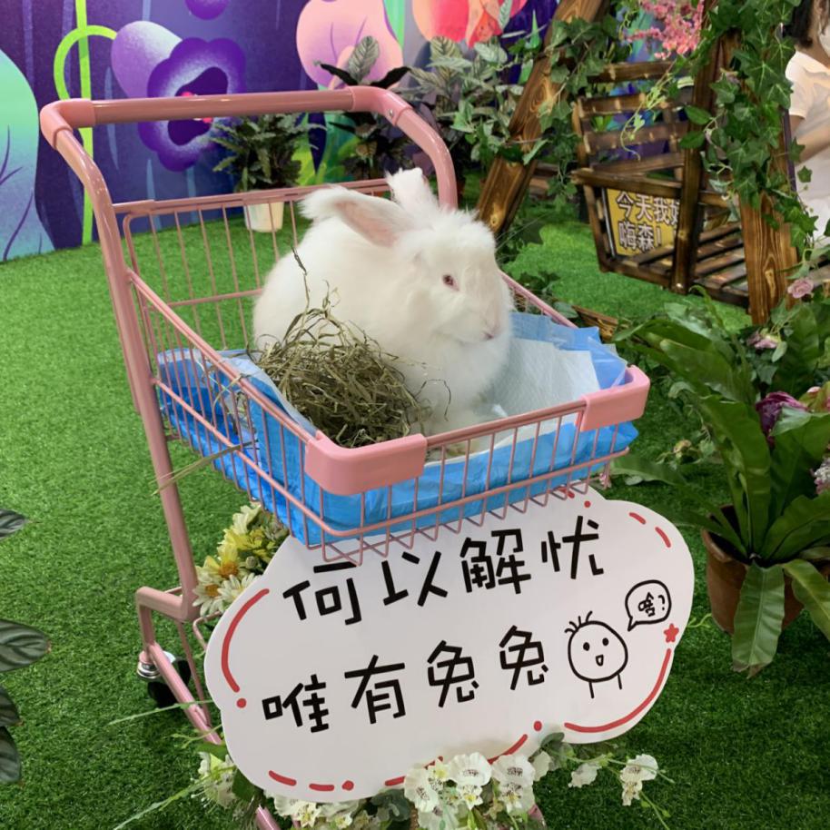 宠爱嘉年华平阳,宠爱嘉年华完整版