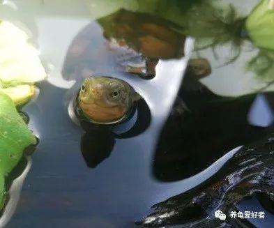 鳄鱼龟怎么养长得快,你知道怎么养乌龟吗