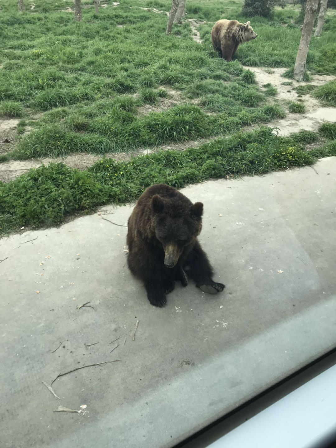 上海野生动物园太阳广场节目安排,上海野生动物园建议游玩时间