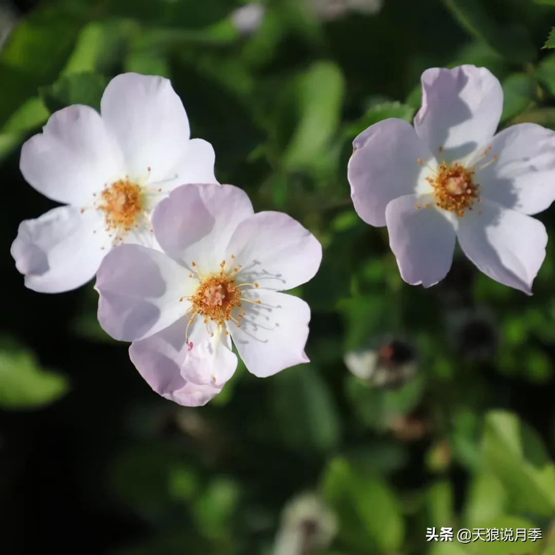 520你最想收到什么玫瑰,520这样的玫瑰你们喜欢吗