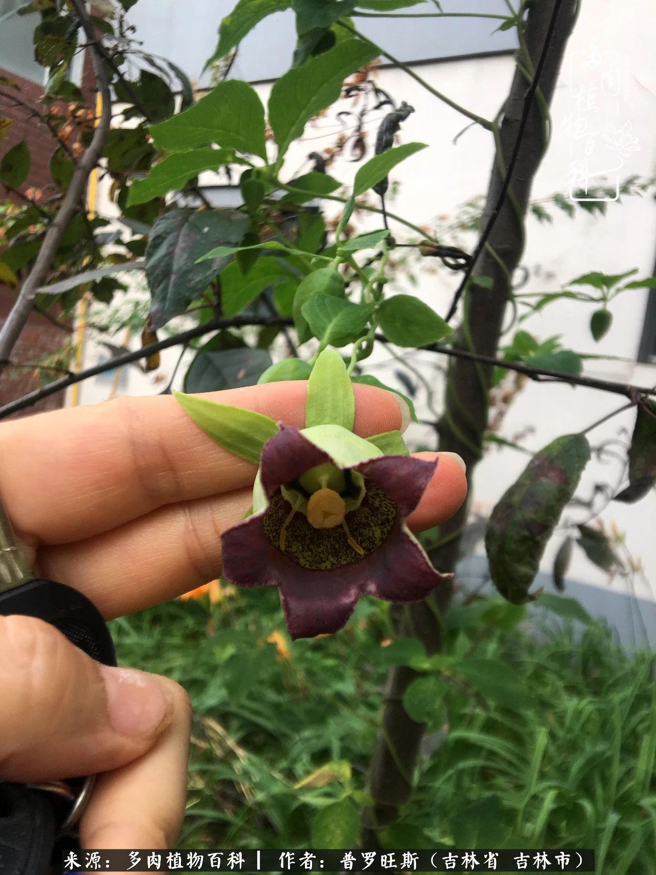 日日勤服侍，日日勤拂拭！服侍花儿，就是拂拭心灵