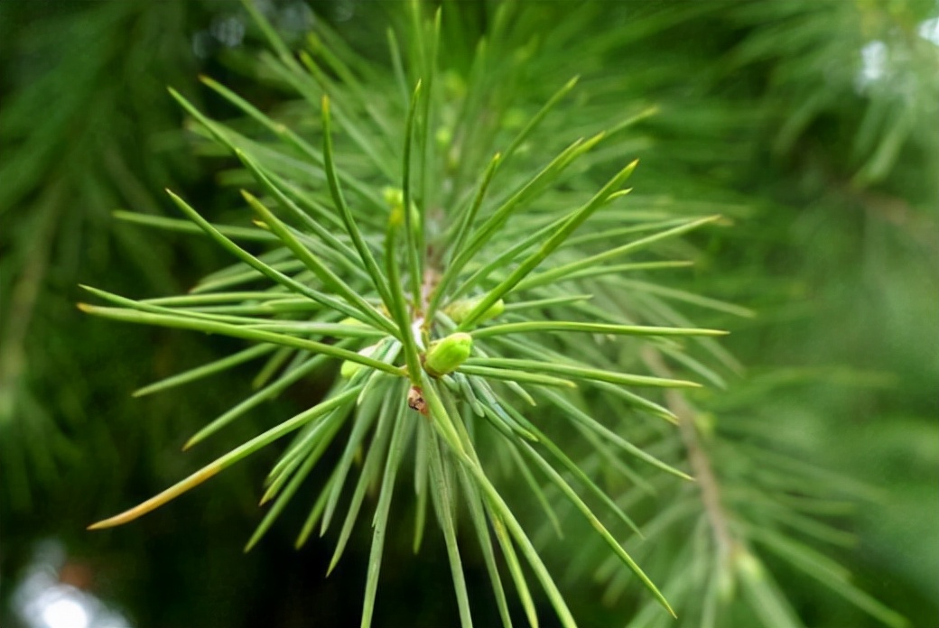 松针熏腊肉和柏树枝哪个好,松针树可以熏腊肉吗