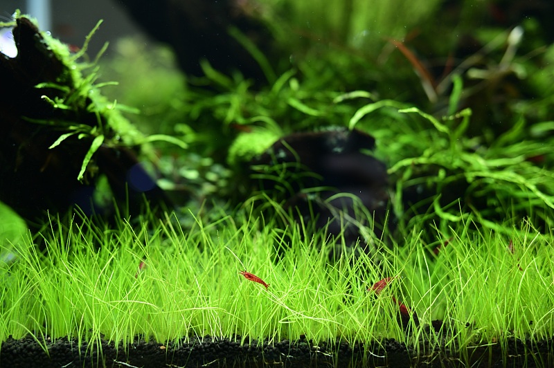 前景最好的水草造景,绿菊花水草水族箱活体造景