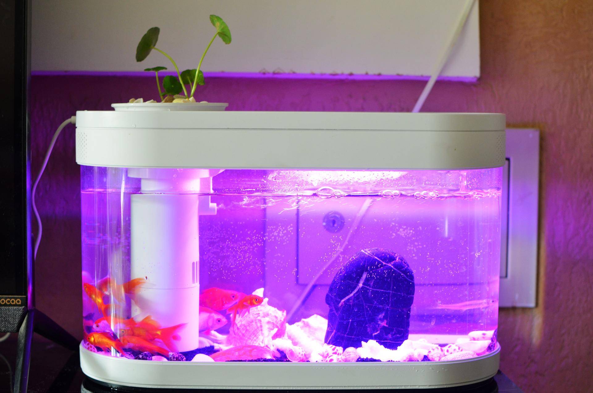 懒人鱼缸养鱼,懒人能养鱼吗