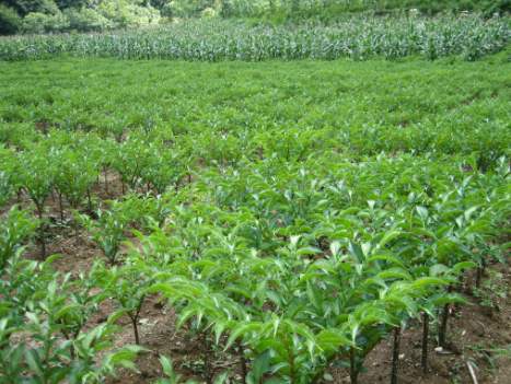 种植魔芋还能赚钱吗,种魔芋赚钱吗