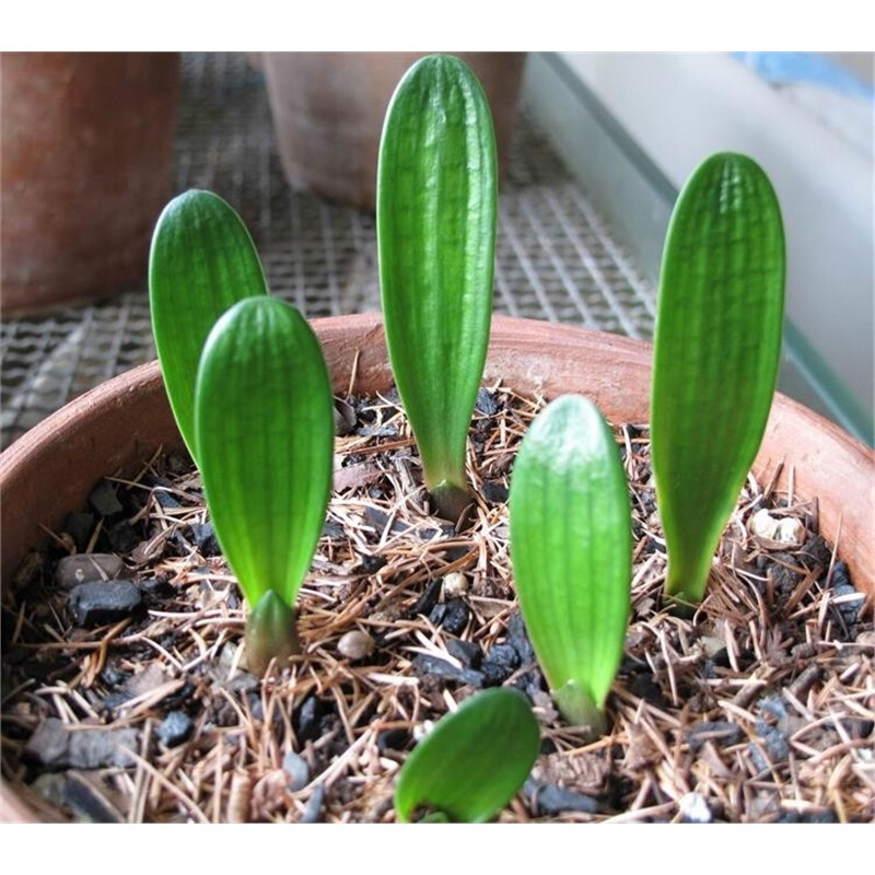 君子兰摘个果,省了买花钱,这样播种,30天生根发芽,收获100盆