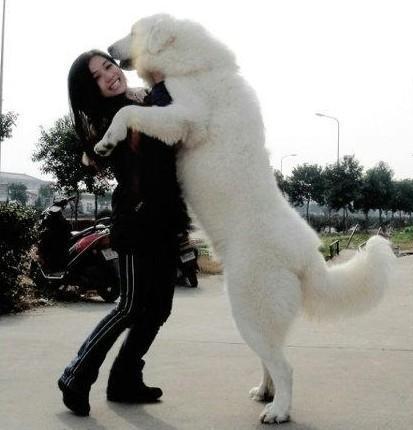 大白熊犬的优点与缺点是什么呢,大白熊为什么没人养