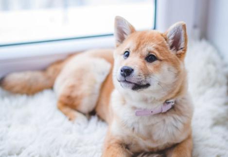 狗狗身上的蜱虫长得很快,狗狗耳朵里长吸血蜱虫