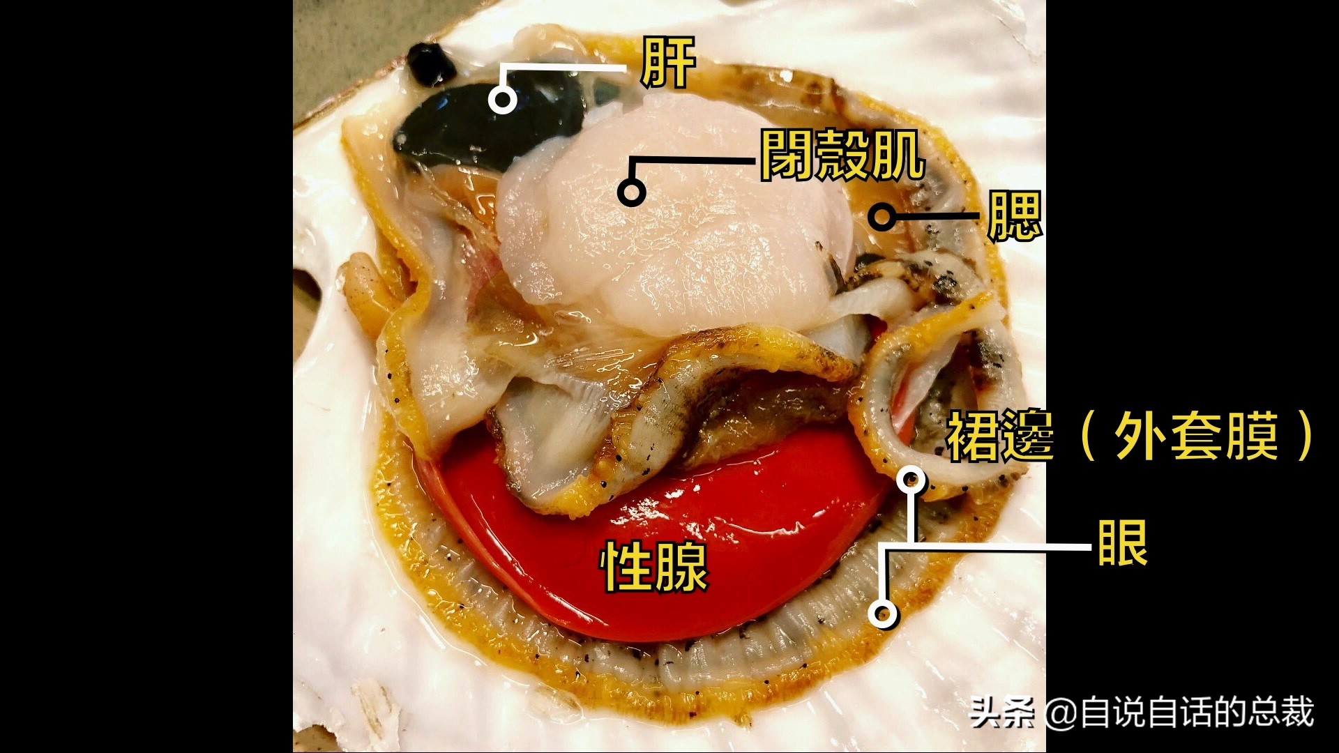 蛏子与小人蚬的区别,贻贝蛤蜊有什么区别