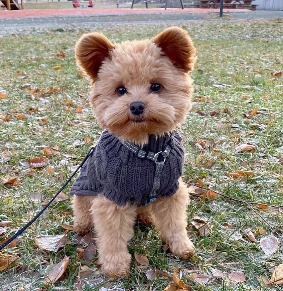 宠物呆萌狗妈妈和小呆萌狗宝宝,宠物与爱的世界