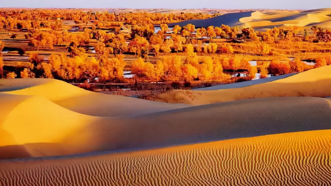 *疆新**男子沙漠5亩池塘养澳洲淡水虾，个头比手掌大，亩利润达万元