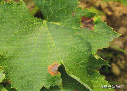 葡萄长黑斑怎么治,葡萄褐色斑点是什么病