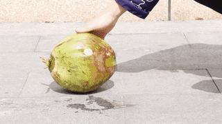 开椰子用口香糖,用口香糖开椰子告诉我们什么道理