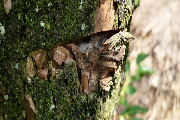 老柿子树主干太长咋处理,砍柿子树有什么讲究吗