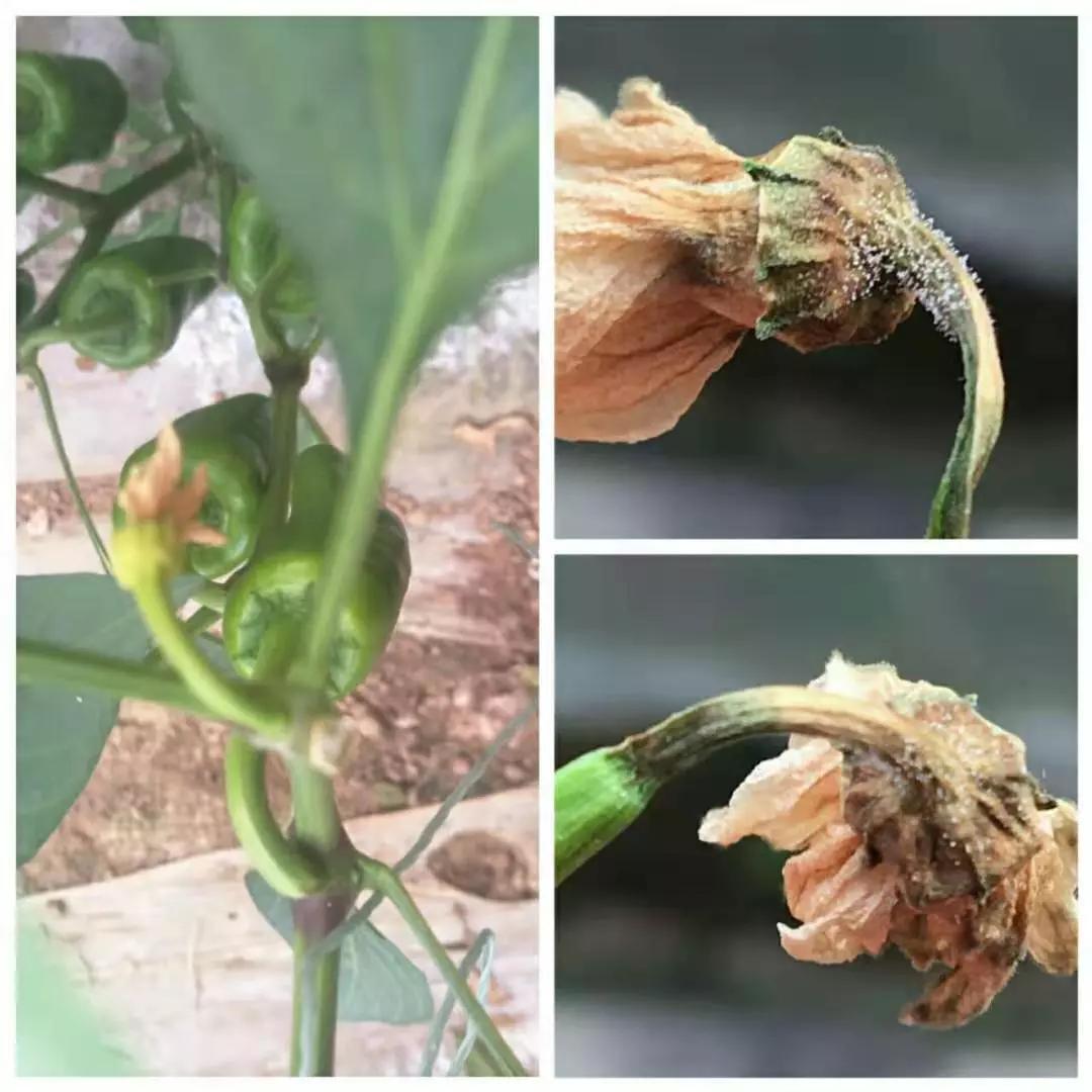 50种常用杀菌剂大全,五种杀菌剂使用注意事项有哪些