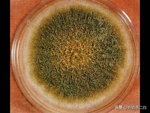 直接食用霉菌会怎么样,如果你不小心吃到发霉的食物