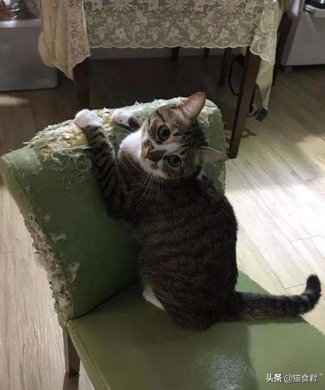 猫咪叛逆难教养,猫咪叛逆凶人如何教育