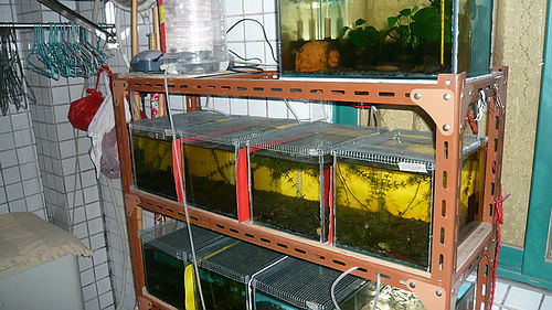 圆尾斗鱼怎么养出状态,中国斗鱼圆尾斗鱼