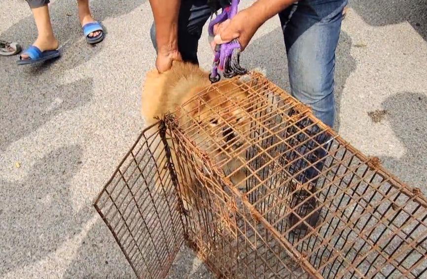 300块卖狗后续大人把狗还回来了么,300元以下的松狮