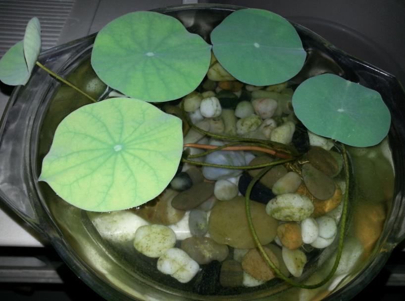 养睡莲的2种自制营养液,养睡莲用的土不混水