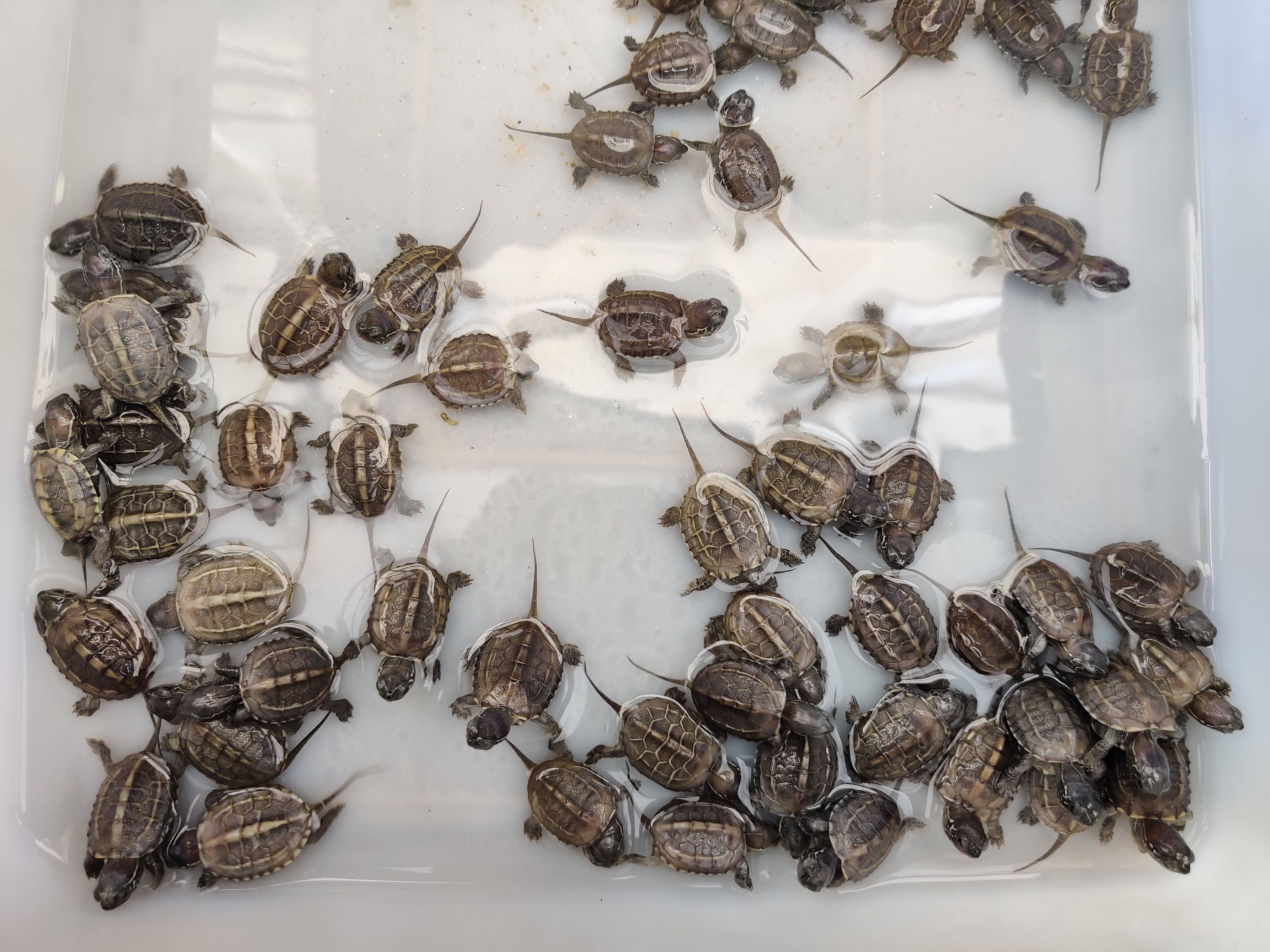 养乌龟新手入门养什么龟比较好,养乌龟新手应该买什么样的龟