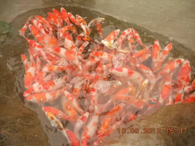 湖南最好的锦鲤养殖基地,湘潭锦鲤养殖