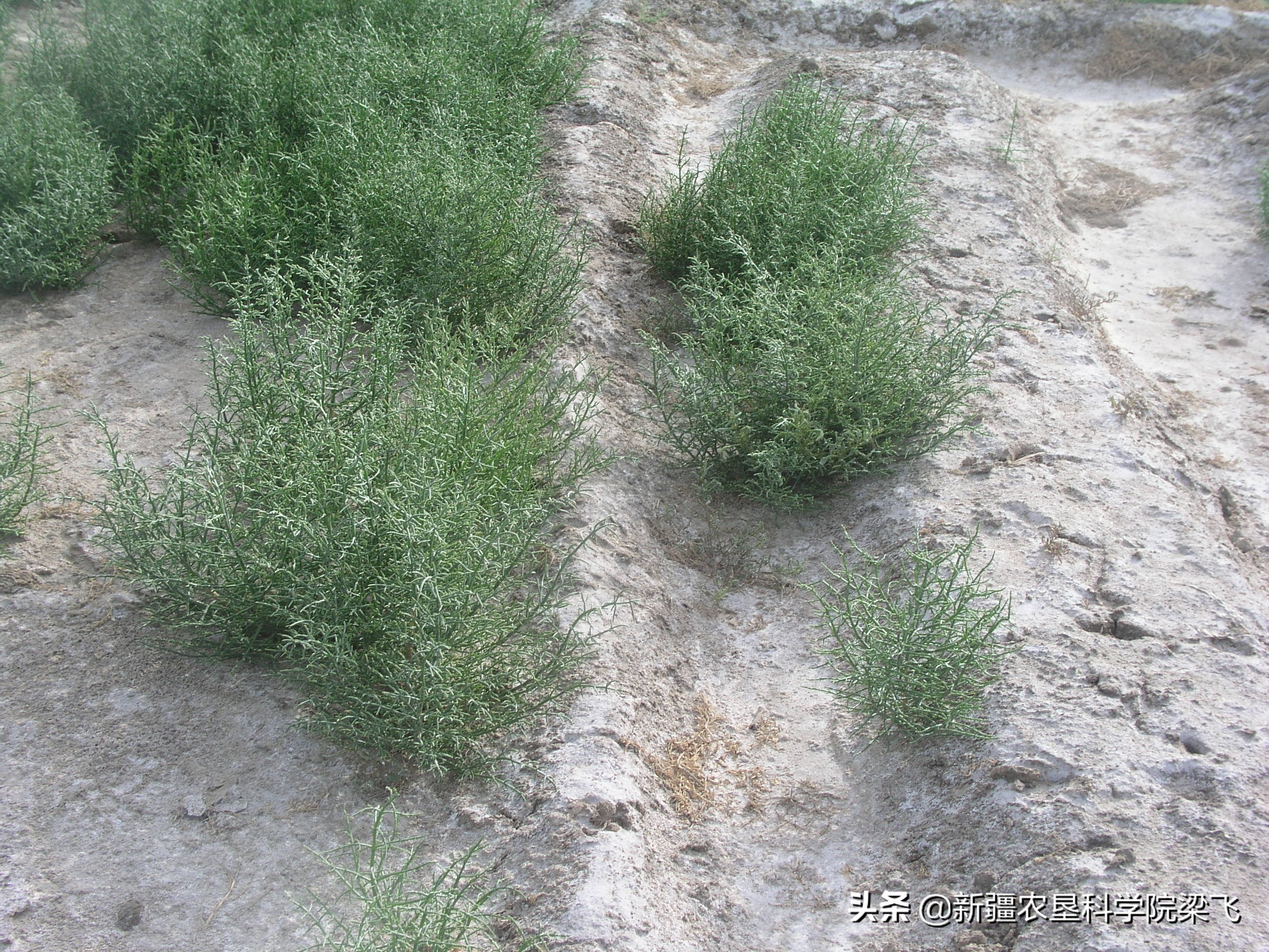 洼地盐碱地改良最好方法,本地盐碱地改良的用途和特点