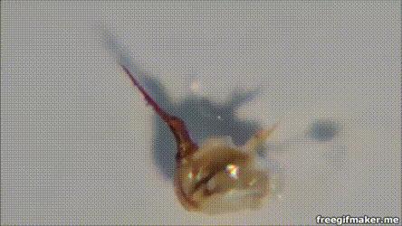 蜜蜂蜇人为什么会死亡,蜜蜂为什么蜇人就会死亡