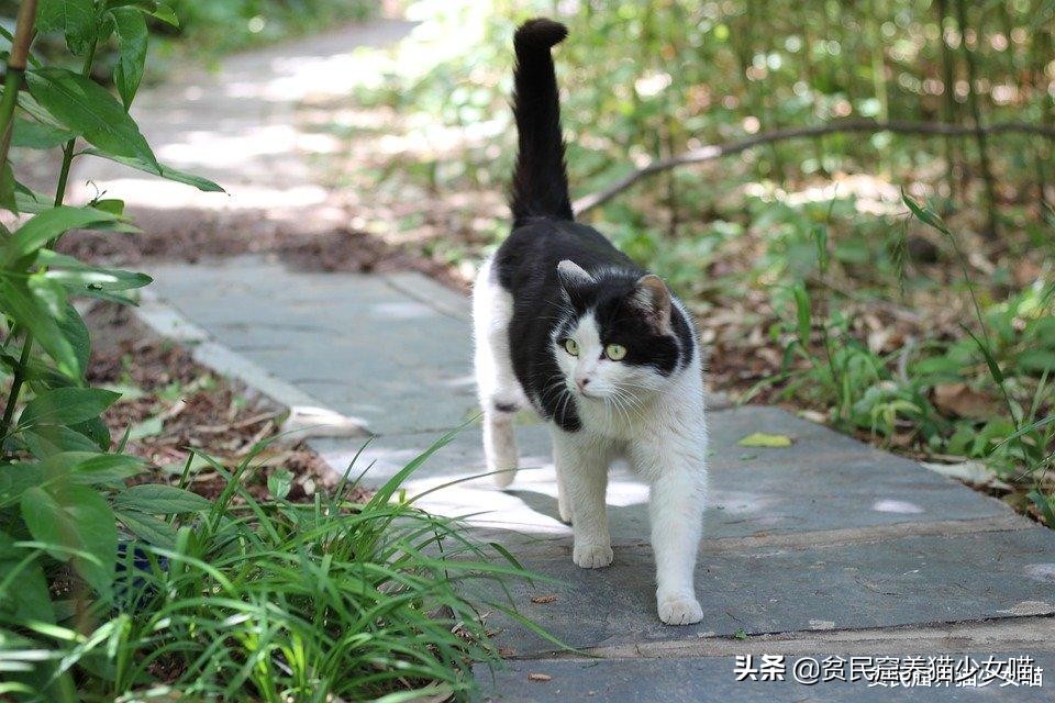 为什么有的小猫咪吃很多也不长肉?也许你该给它驱虫了