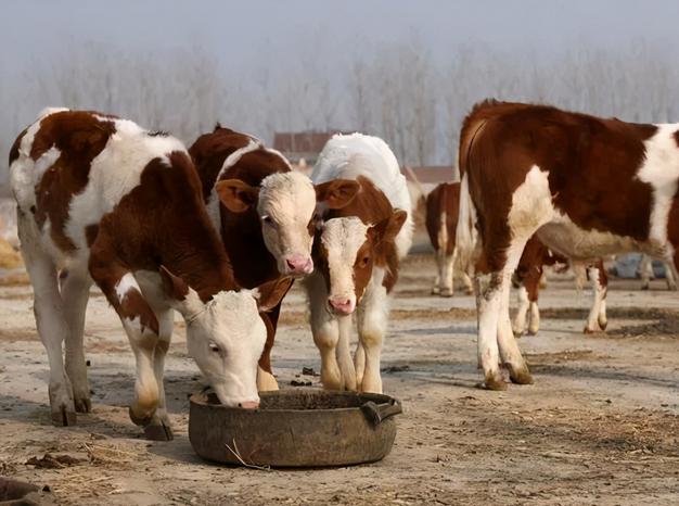 牛不倒嚼是什么原因导致的,牛倒嚼次数少是什么原因