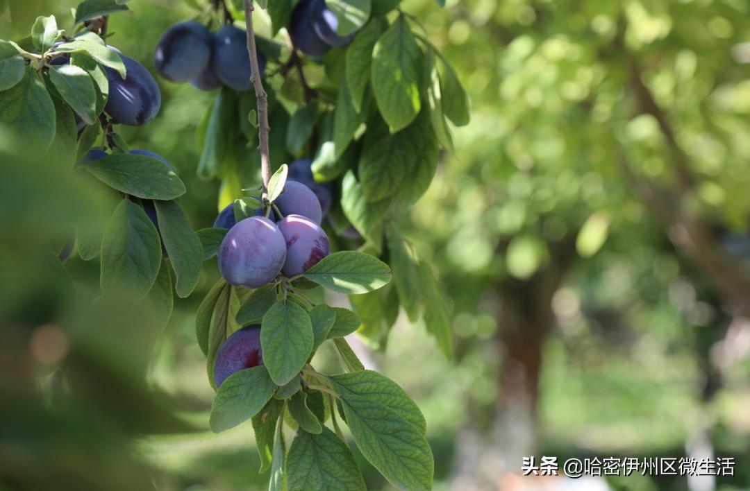 你好！我是一颗来自伊犁的西梅，这是我的名片
