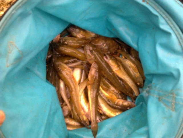 连云港海边垂钓沙光鱼“沙光一年一尺长，三年赶上老龙王”