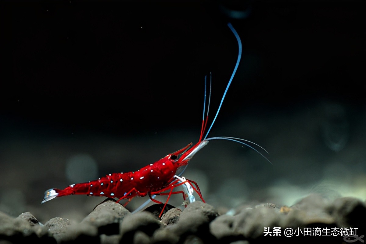 宠物虾简单养殖,虾类宠物观赏