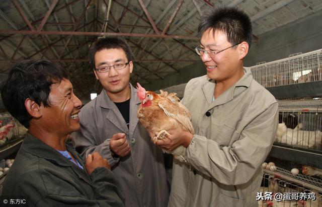 鸡支堵的防治方法,鸡支气管堵塞怎么造成的