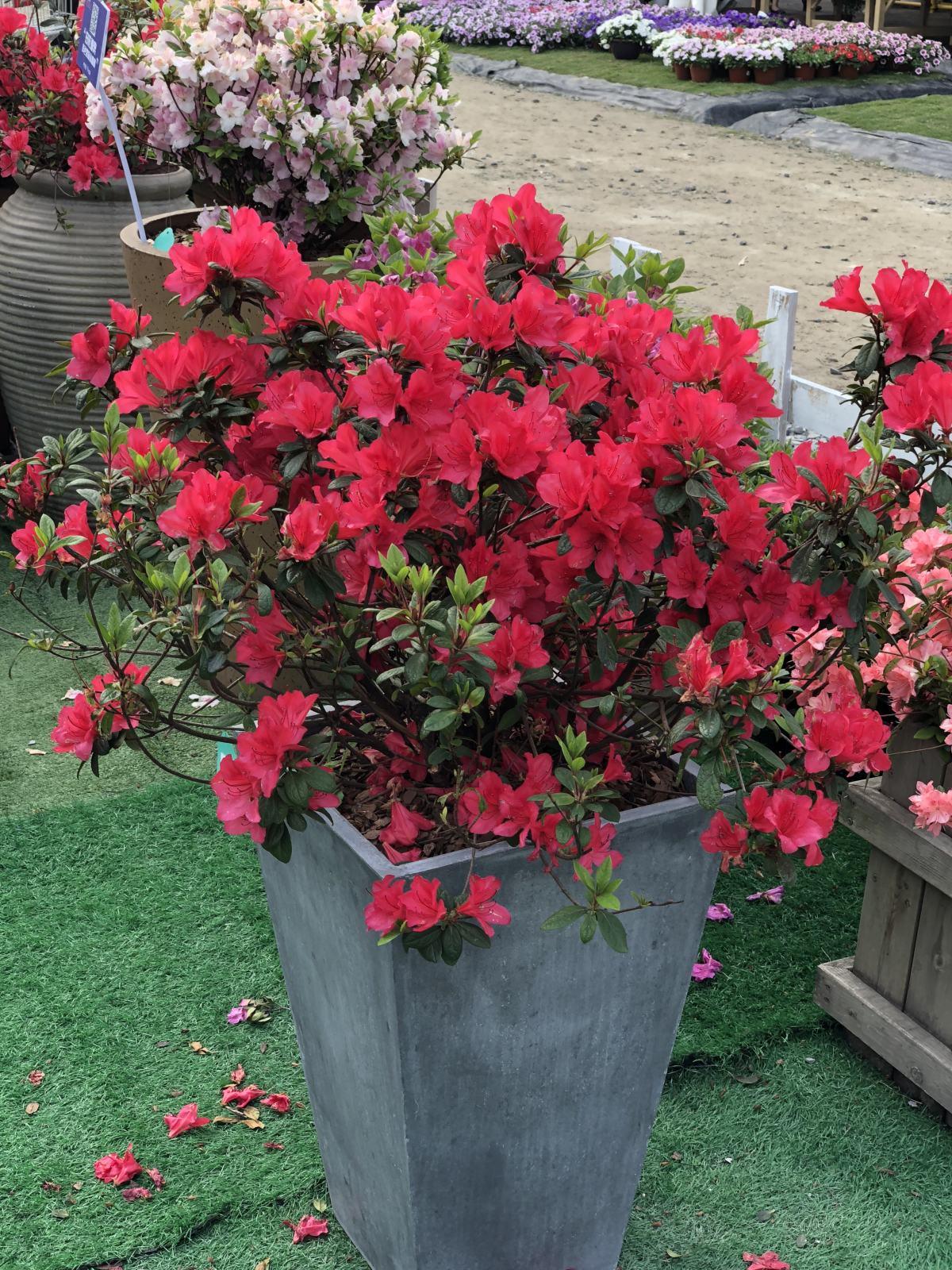 水里倒点酒，给花擦一擦，油光锃亮，比打激素还灵