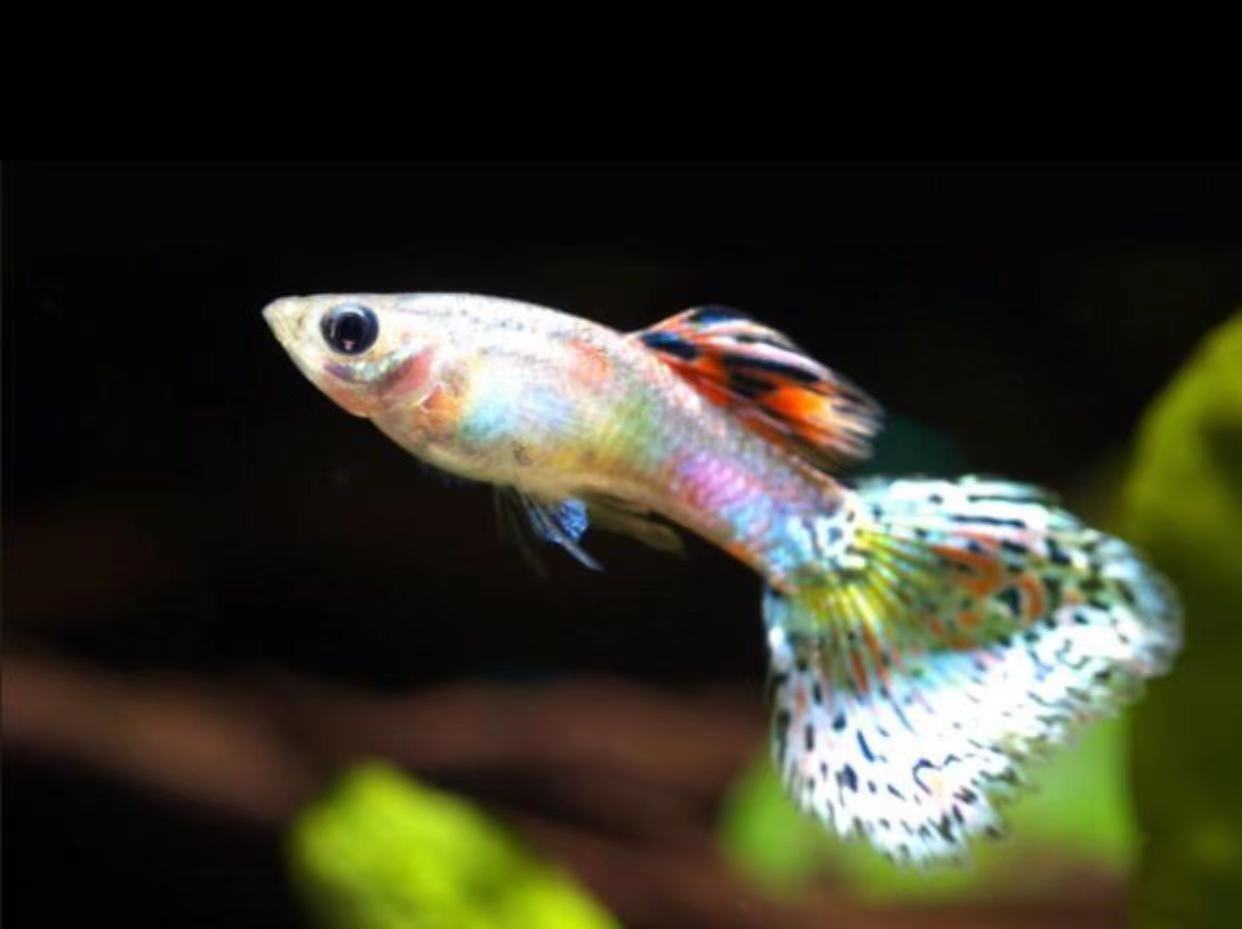 新手最好养的鱼有哪些 (什么鱼好养适合小孩养)