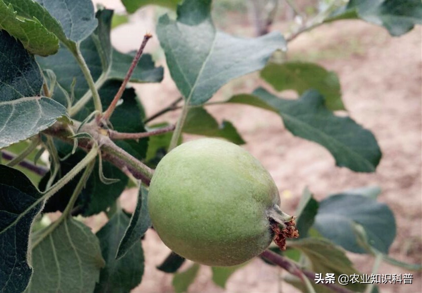 苹果粗皮病的防治方法,苹果成熟套袋如何处理