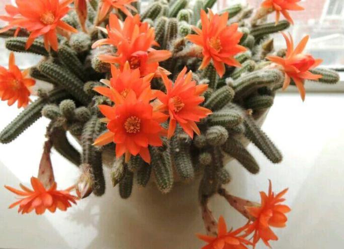 如何养护、扦插仙人指？按照3步操作，蹭蹭开出双层花