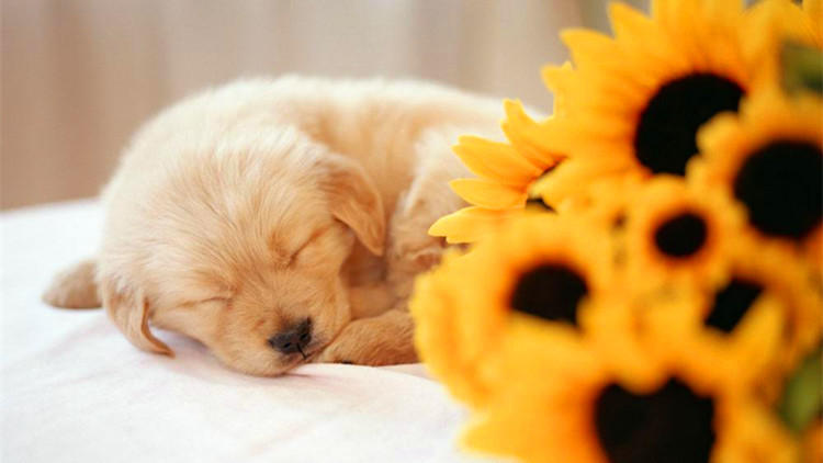 狗狗托运到家就生病死了,狗狗小时候冷了容易生病么