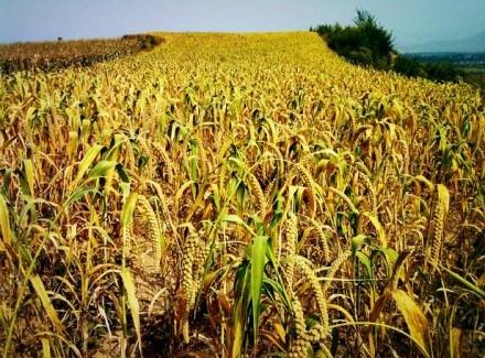 小米起虫如何处理,小米里长小黑虫怎么办