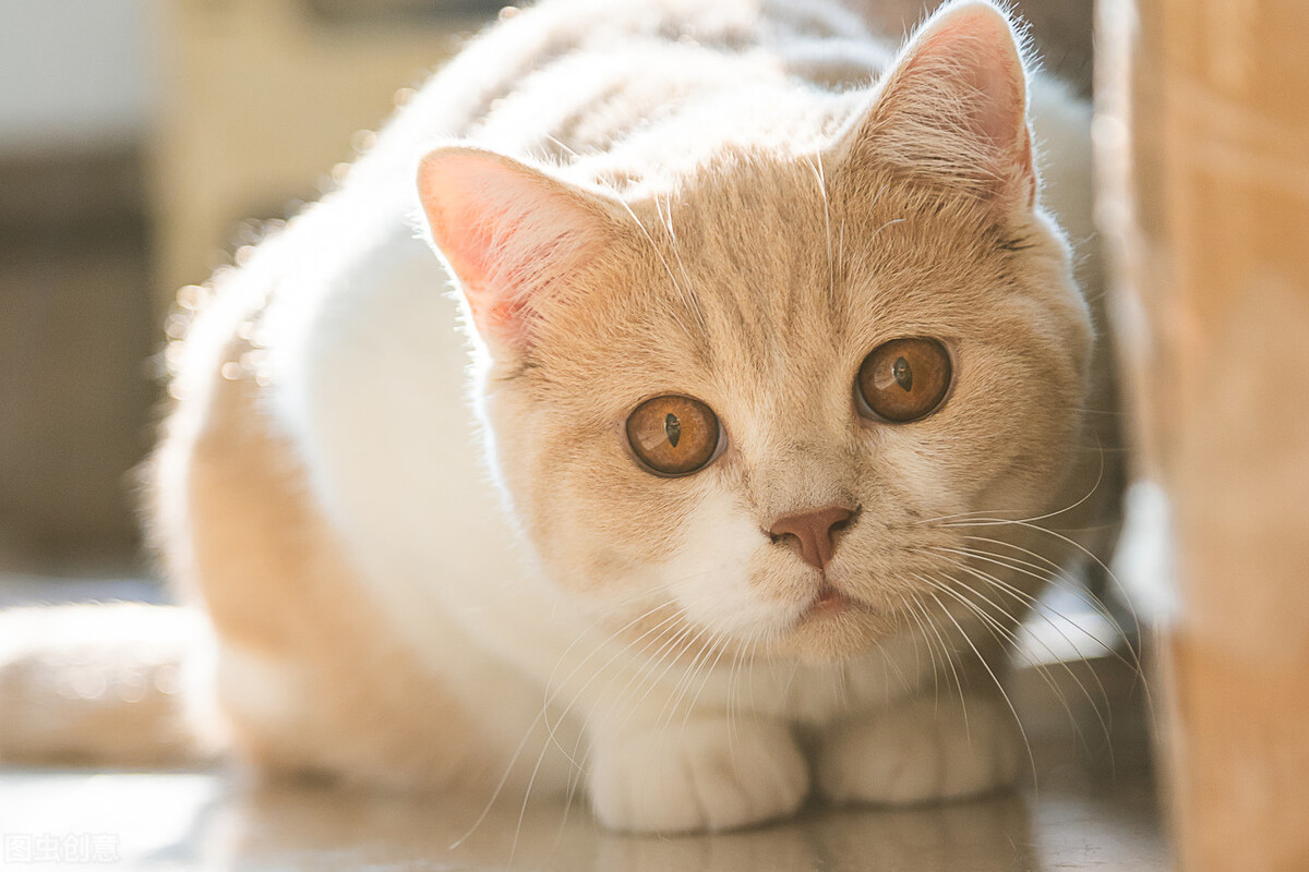 母英短能吃胖吗,母英短和公英短的区别