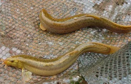 涡河里都有什么鱼,淮河里最大的鱼有哪些