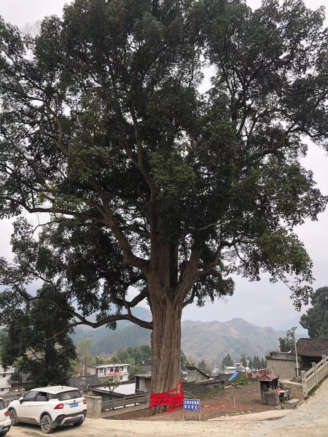 贵州发现一棵上千年金丝楠木王,贵州大山发现金丝楠木王