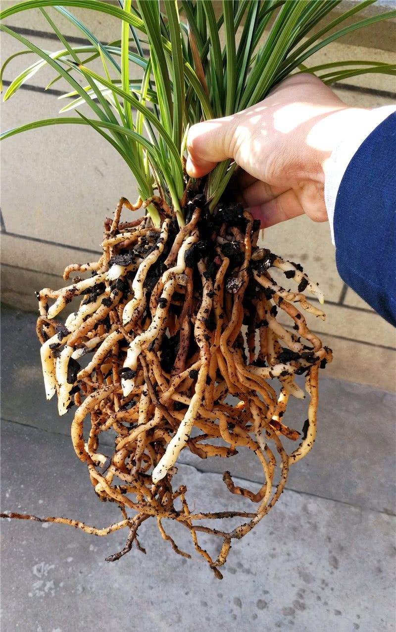 兰草对阳光的需求如何,兰草用植料种植怎么吸收养分