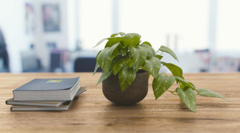 南方怎么养好绿萝花卉盆栽,绿萝大盆栽图片大全