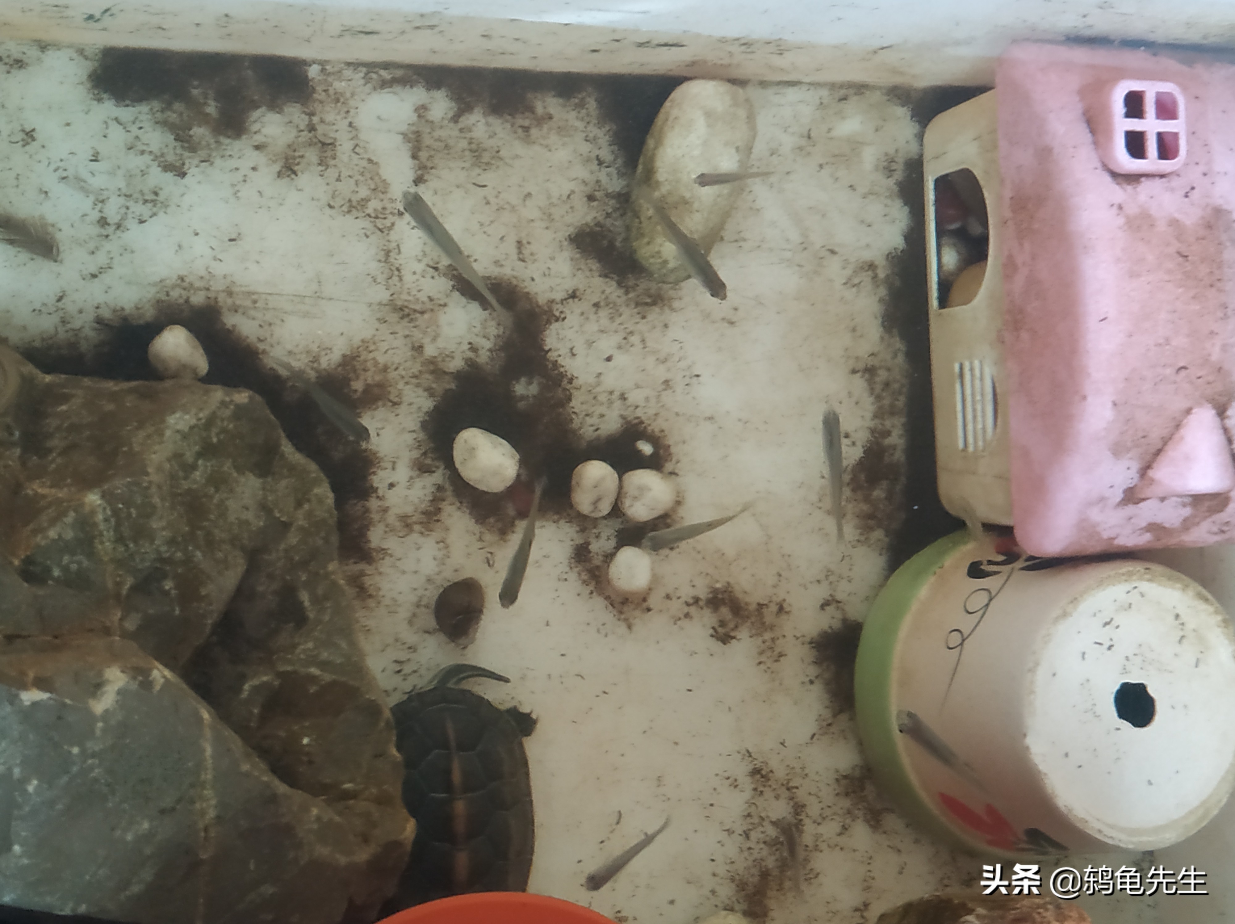 养龟到底多换水还是少换水,养龟多久换一次水比较好