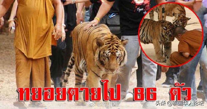 泰国老虎藏40只尸体,泰国寺庙老虎有没有解救出来