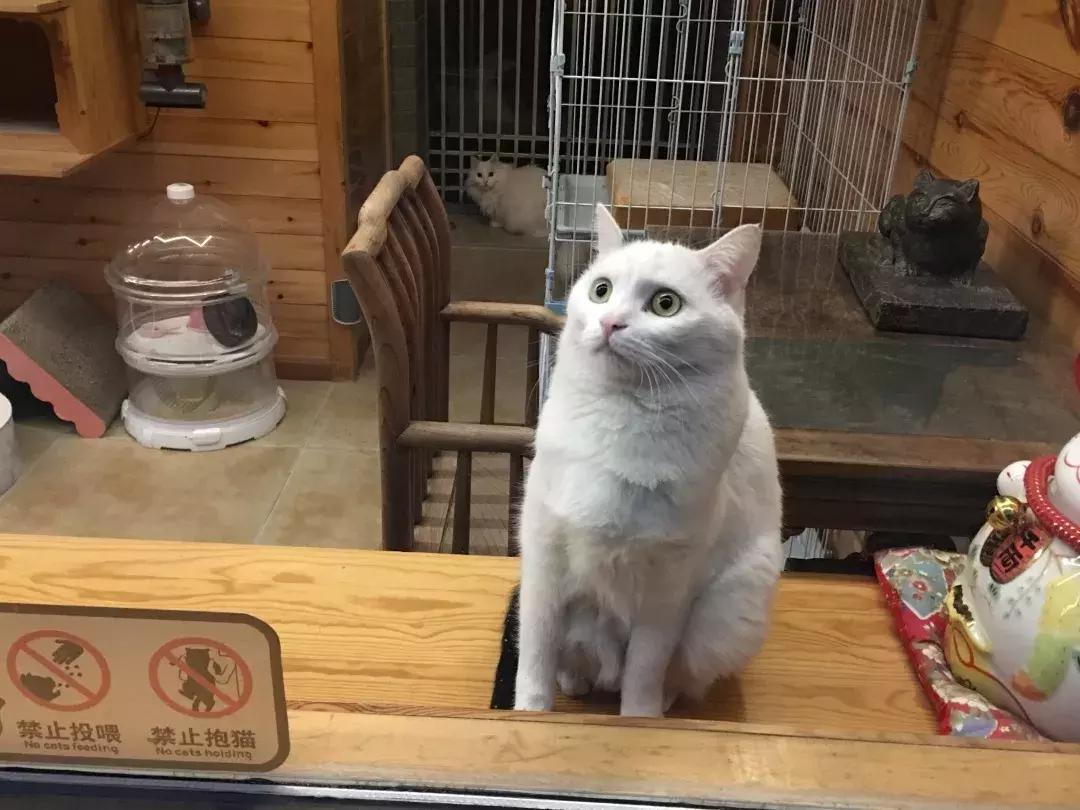 妙笔生猫：羊驼是个啥，比我好看吗？